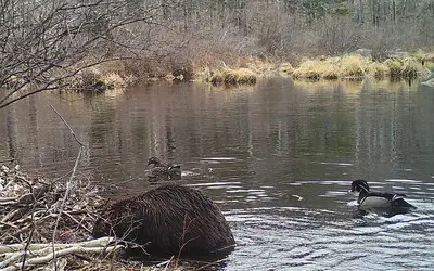Beaver at work