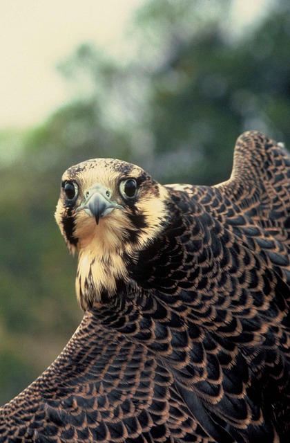 peregrine falcon