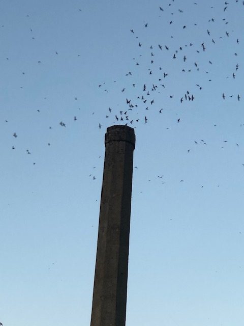 Vaux-Swifts_ClayPlace
