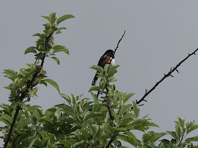 SpottedTowhee_6/6/2026_Marge