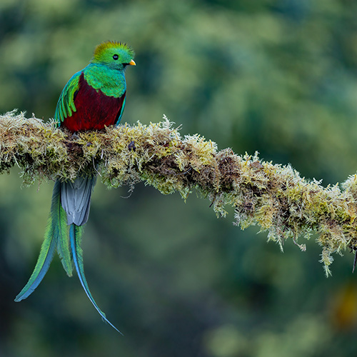 7_22_26_Birding_Costa_Rica_Program