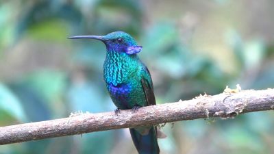 Sparkling-Violetear--Peru0Serge-Queant