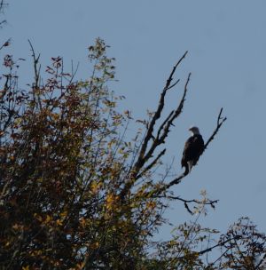 10/10/26 Fords Pond Pond-Bald Eagle